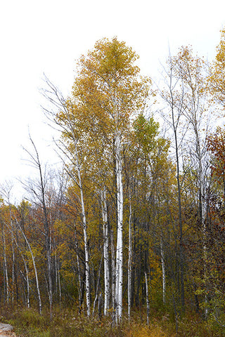 Birches, Leelanau County