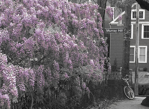 "Wisteria", Murray Hill Rd., Cleveland, Ohio (Little Italy)
