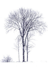 Pin Oak on Snow