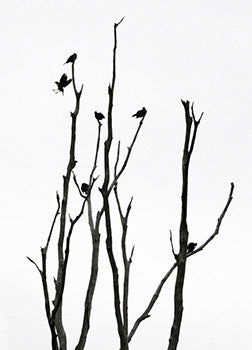 Seven Blackbirds
